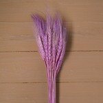 Сухой колос пшеницы, набор 50 шт., цвет фиолетовый 4447384